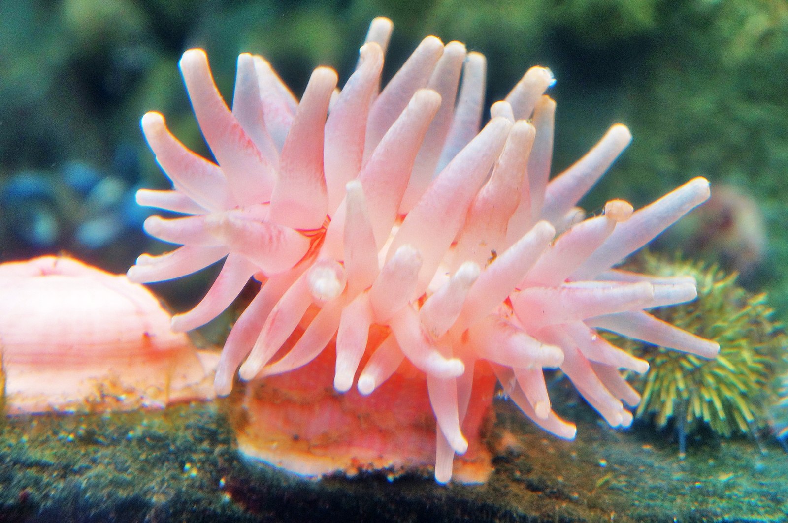 pink_sea_anemone