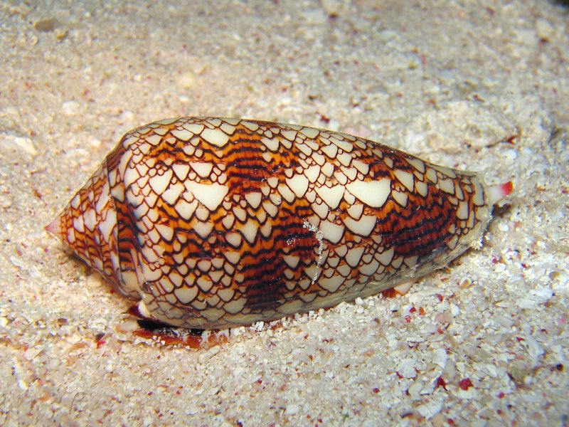 Conus Shell