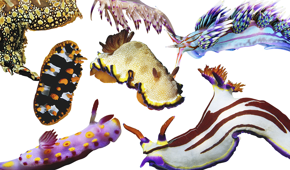 nudibranch-collage
